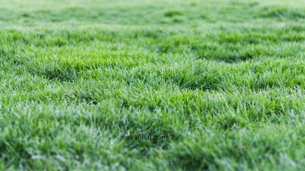 5 Common lawn Mistakes that keep the grass from growing green