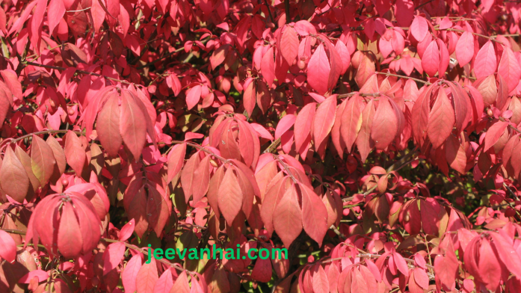 What should I plant instead of an invasive burning bush?