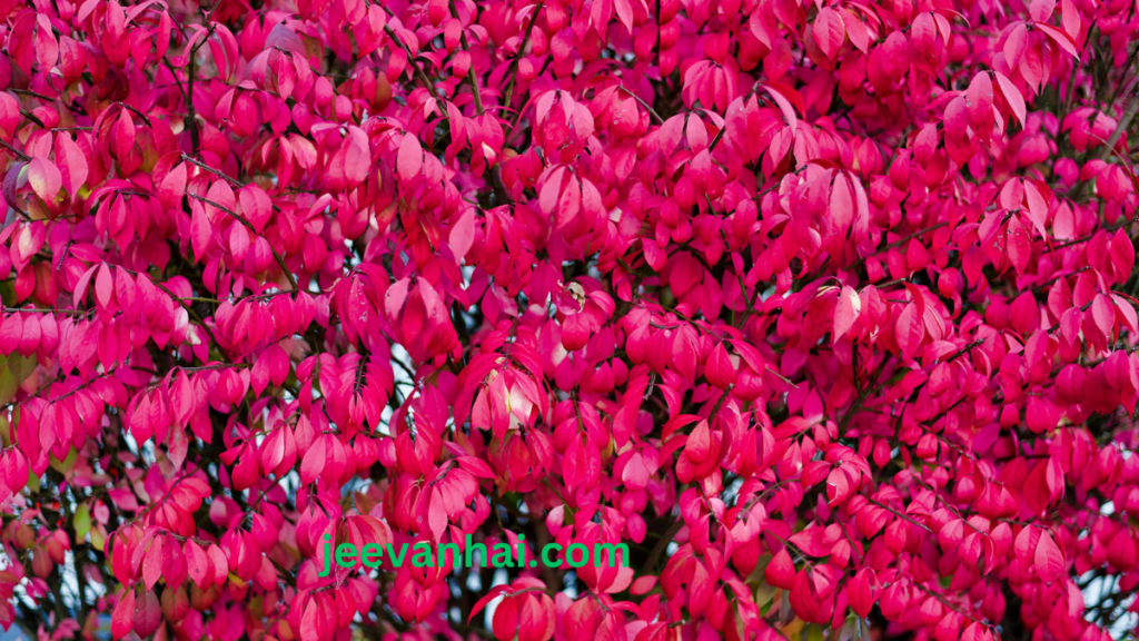 What should I plant instead of an invasive burning bush?