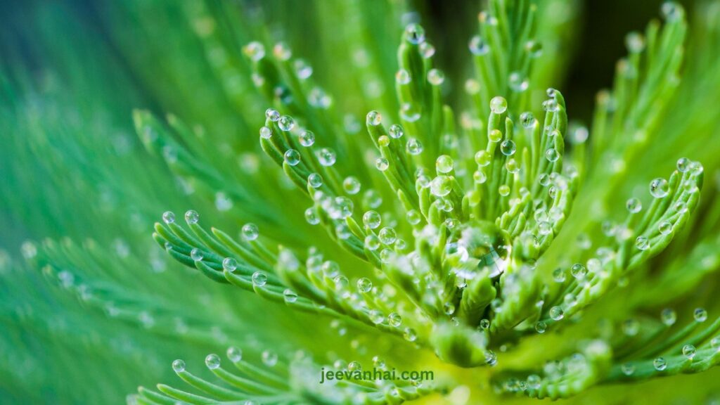 How to Make a Simple Your Own Rain Garden