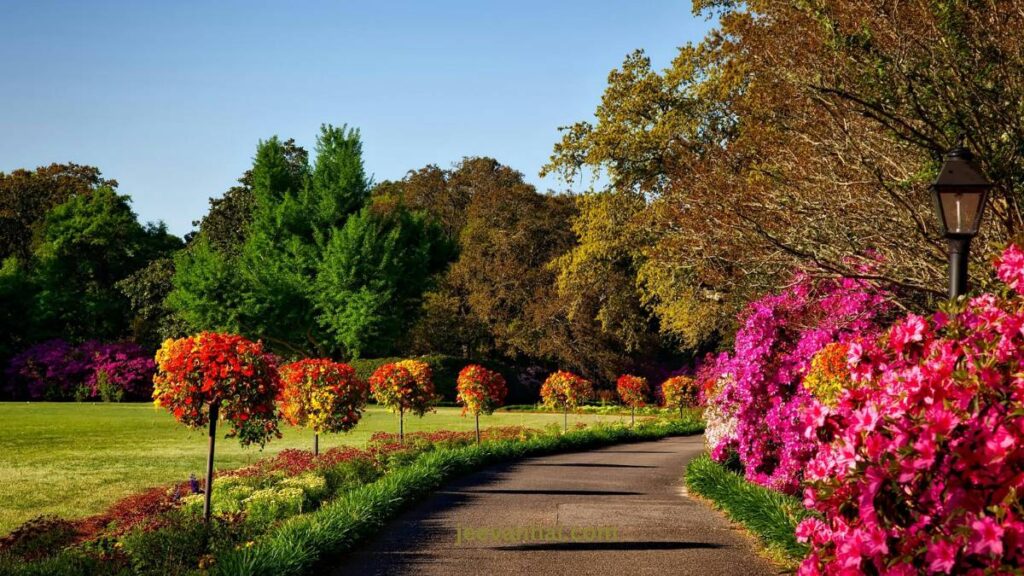 How to Make a Simple Your Own Rain Garden