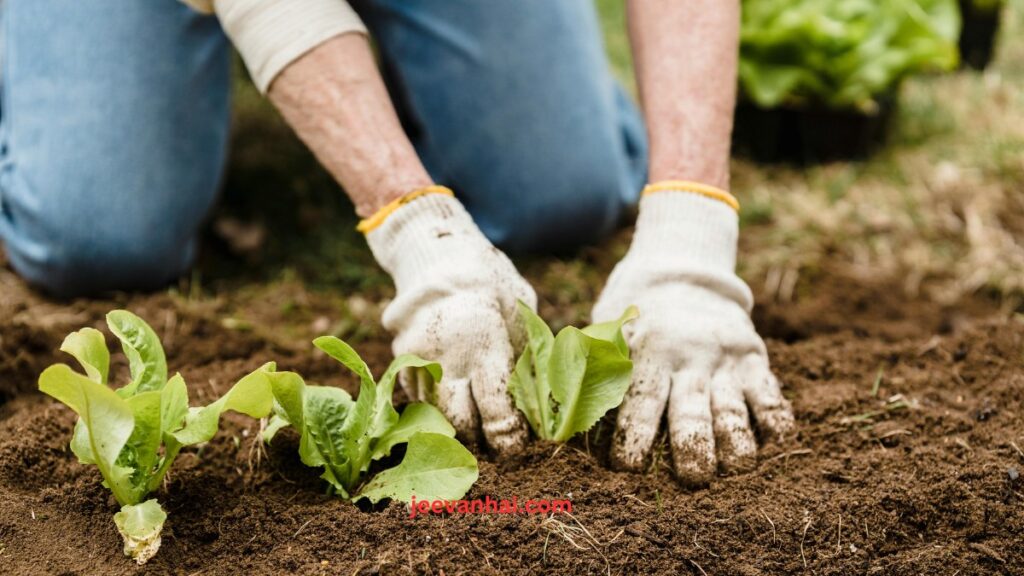 How to make a garden in your lawn: 5 Easy Steps